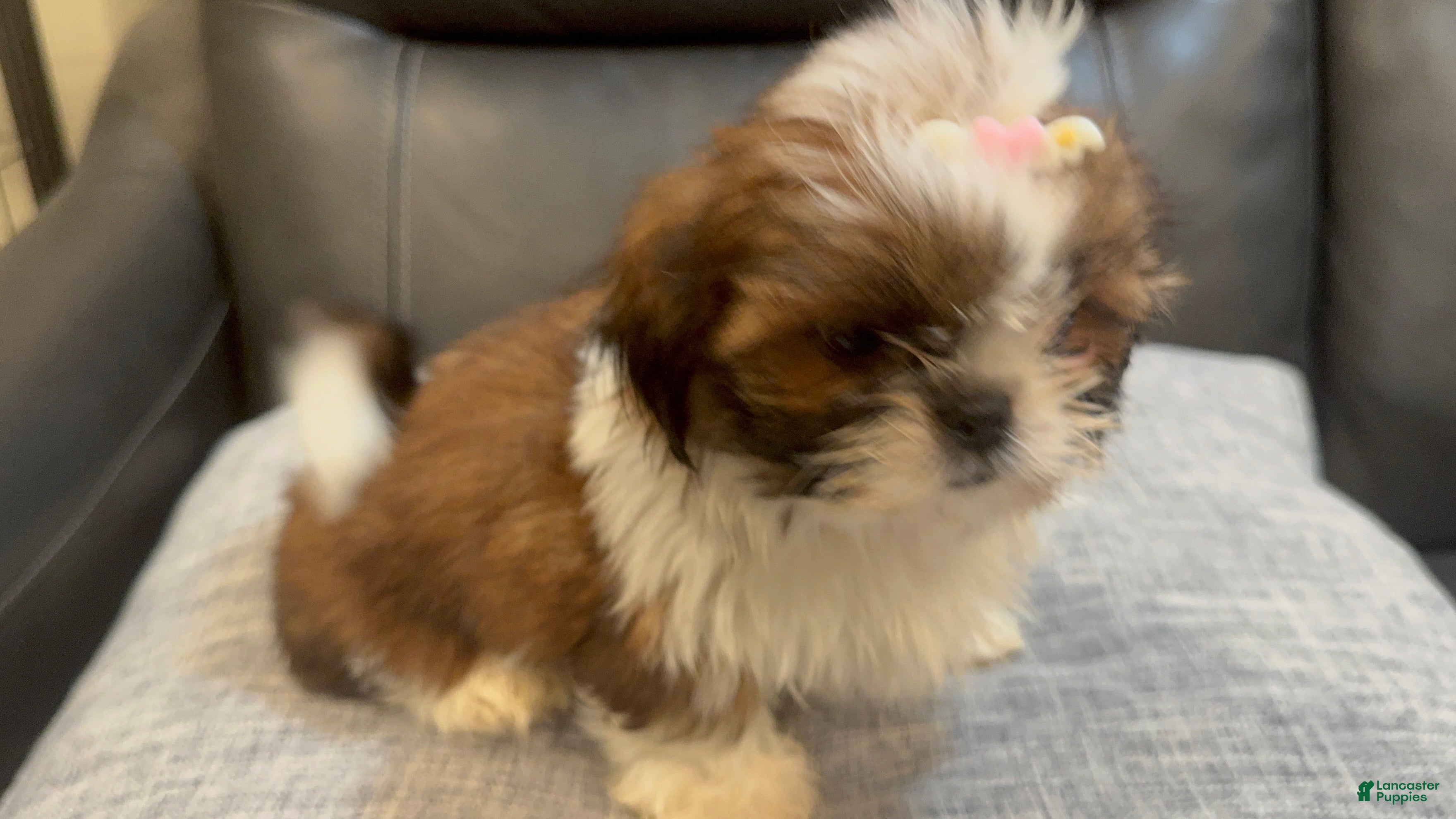 Shih Tzu dogs Lena - Ad 7