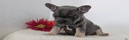 French Bulldog dogs for sale: Turbo - Ad 9