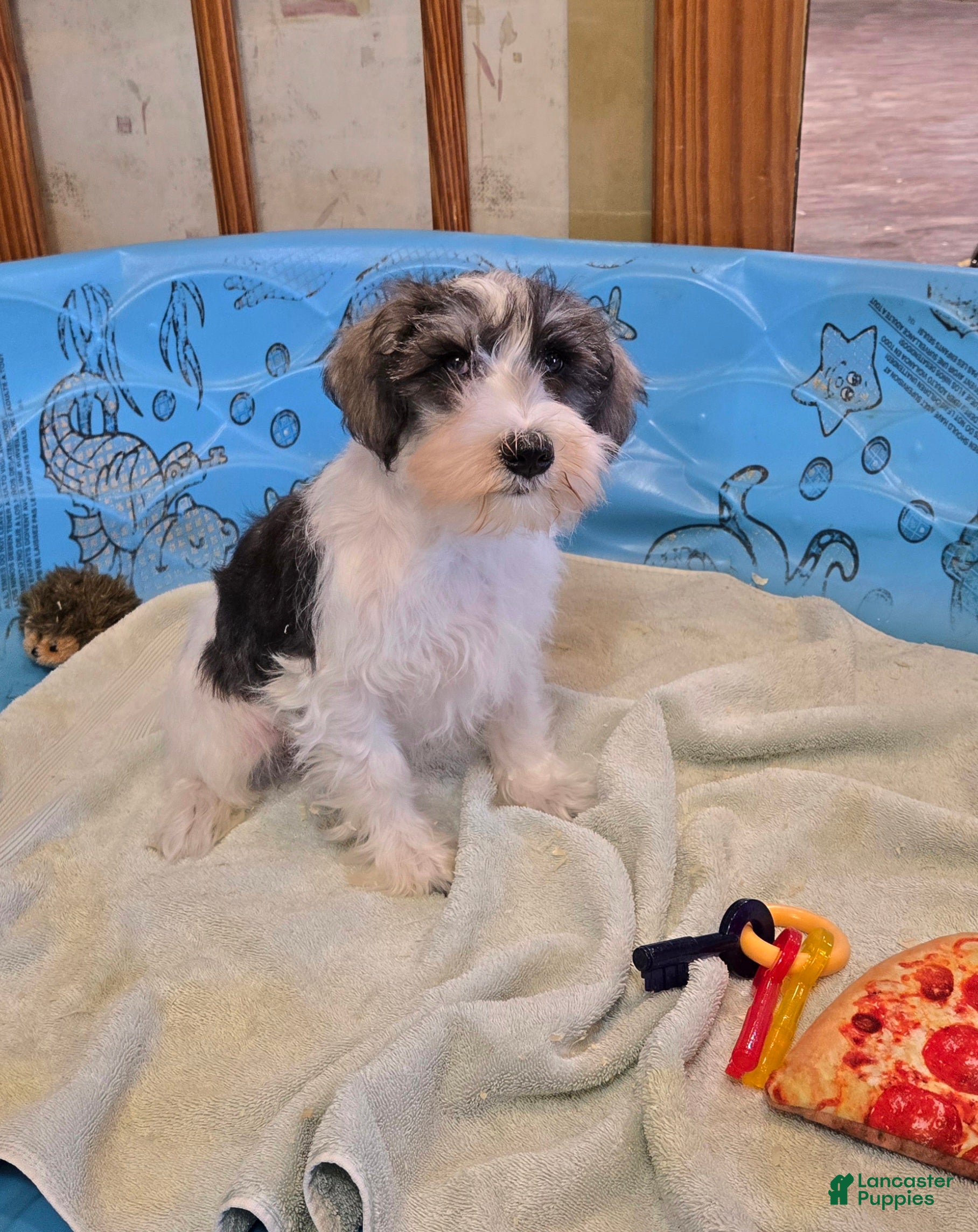 Miniature Schnauzer dogs Scoobie - Ad 1