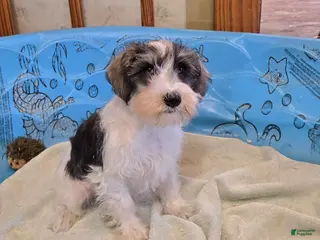 Miniature Schnauzer dogs for sale: Scoobie - Ad 4