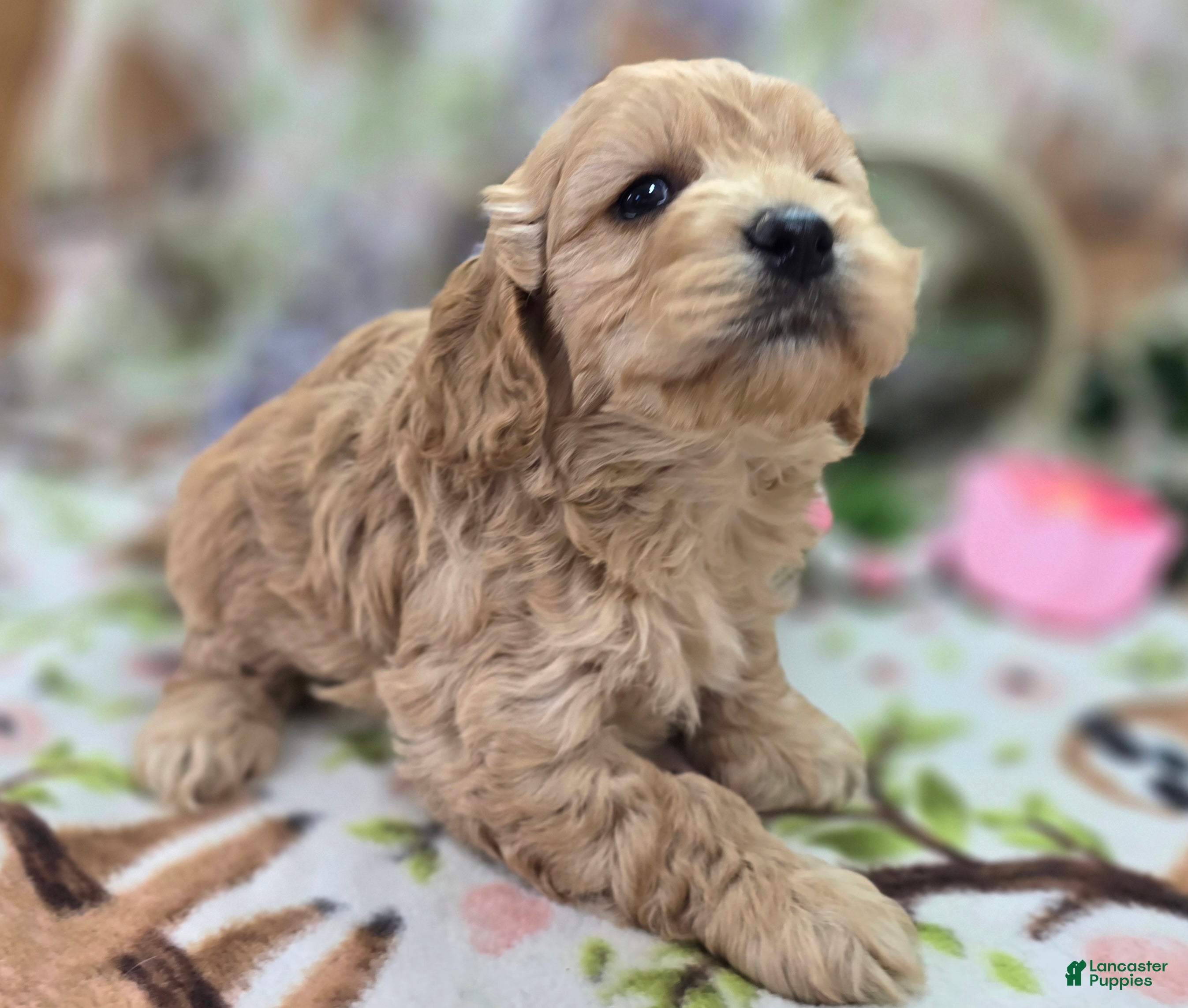 Cockapoo dogs Knotty - Ad 14