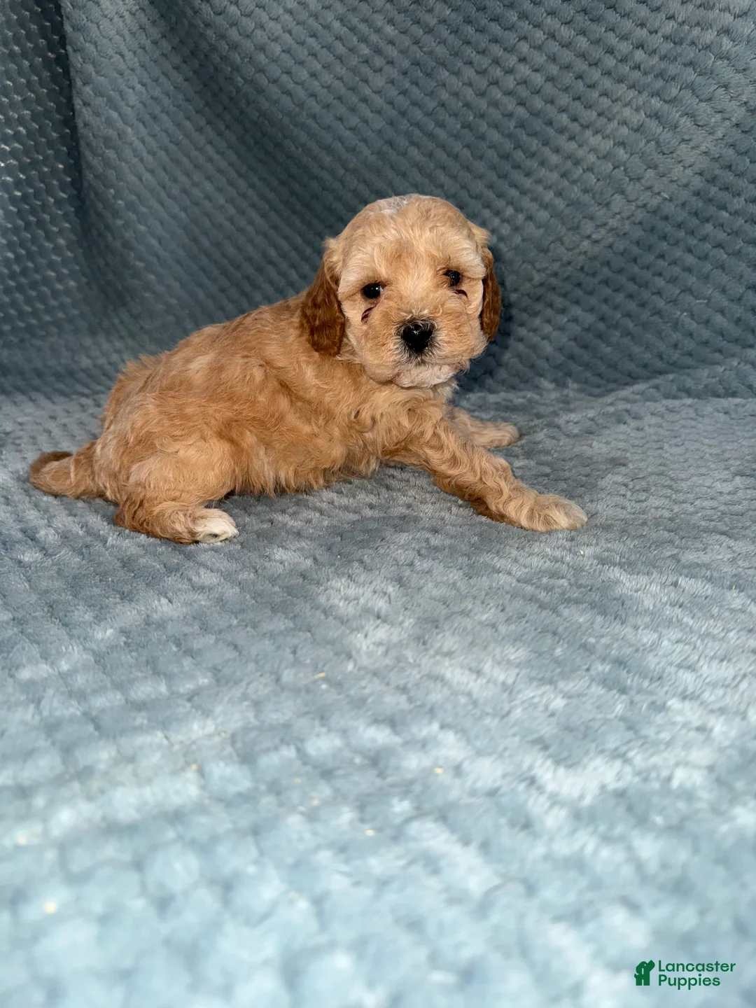 Cavapoo dogs for sale: Cavapoo Puppy 3 - Ad 1