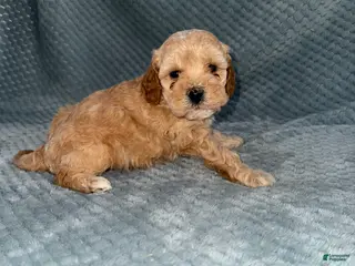 Cavapoo dogs Cavapoo Puppy 3 - Ad 12