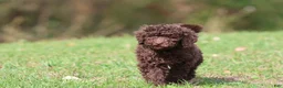 Mini Bernedoodle dogs for sale: Truffles - Ad 3