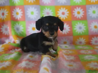 Miniature Dachshund dogs Hawk - Ad 38