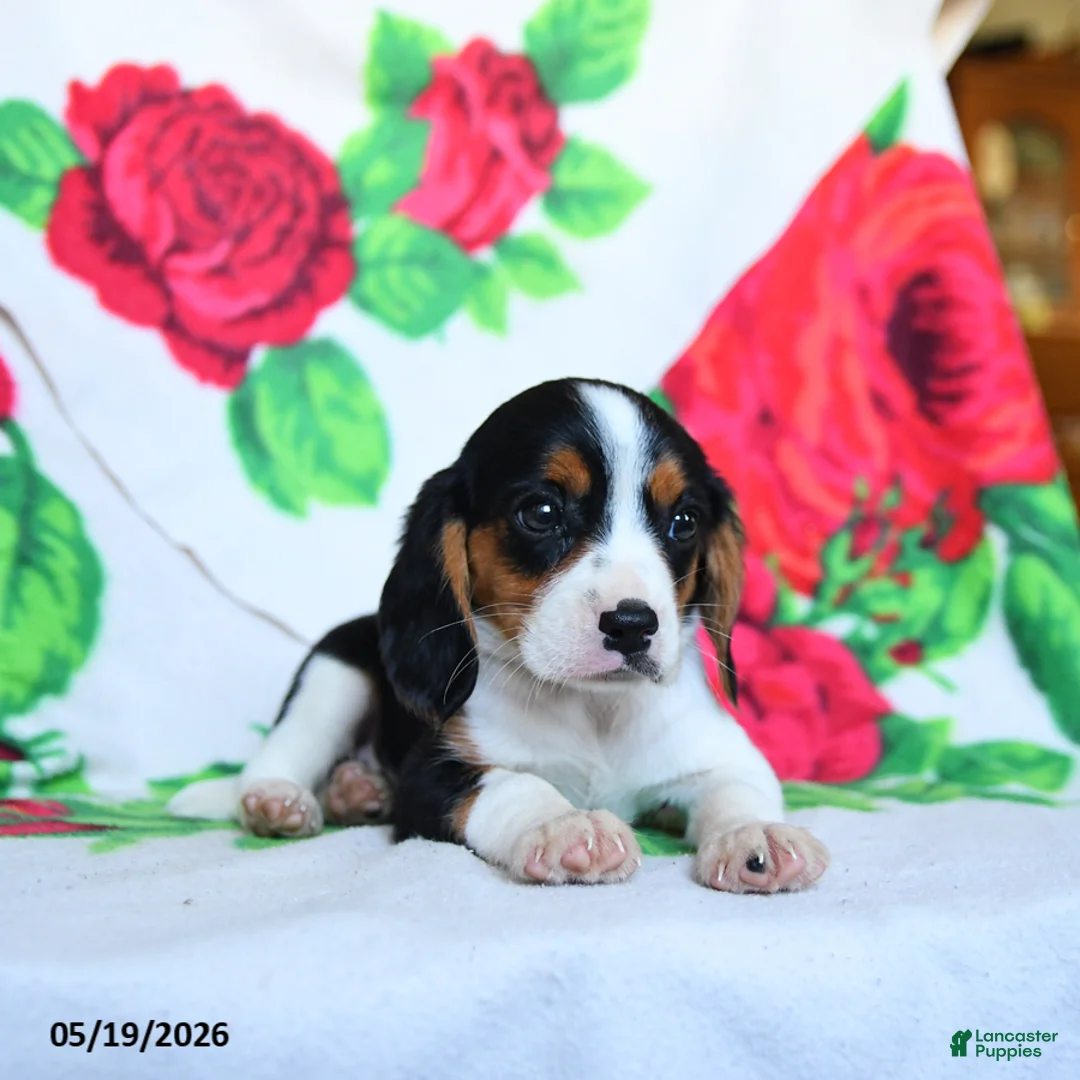 Beaglier dogs for sale: Lucky - Ad 3