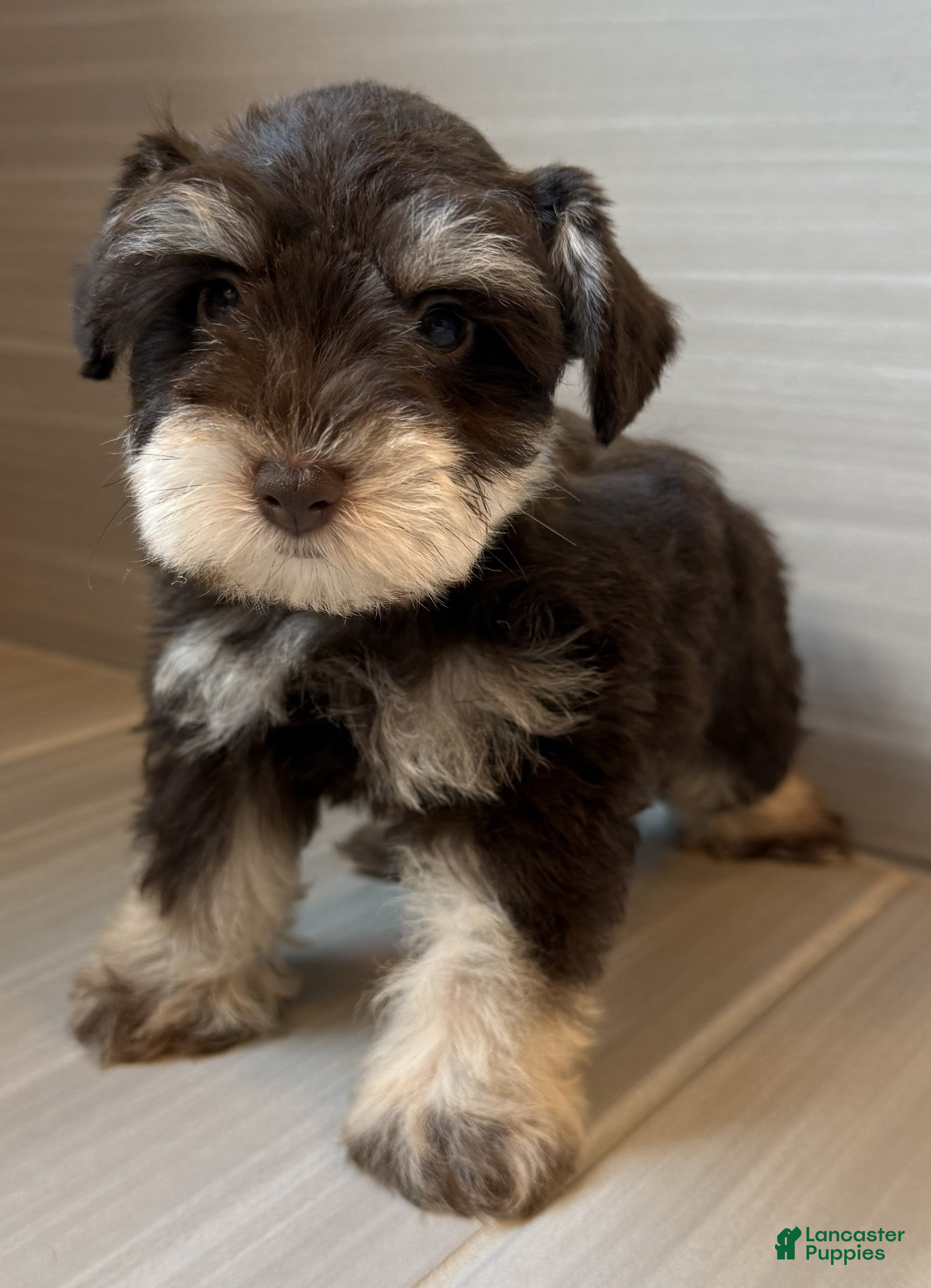 Miniature Schnauzer dogs Comet - Ad 2