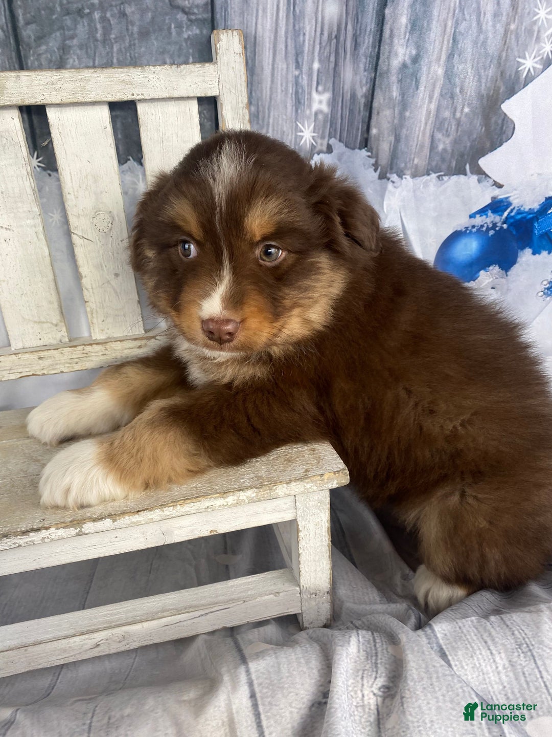 Australian Shepherd dogs for sale: Orion - Ad 3