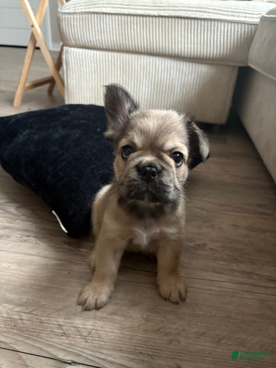 French Bulldog dogs for sale: Adira - Ad 2