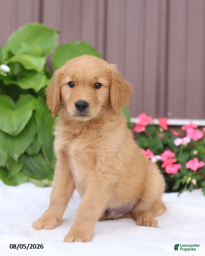 Golden Retriever dogs Tucker - Ad 1