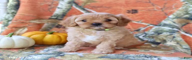 Harper