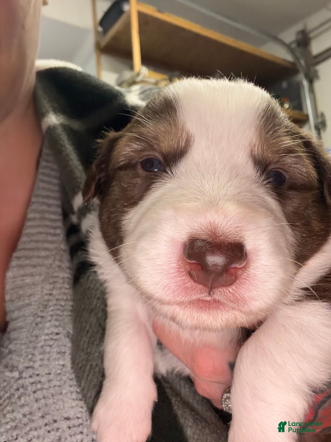 Australian Shepherd dogs for sale: Australian Shepherd Puppy -Charles   - Ad 3