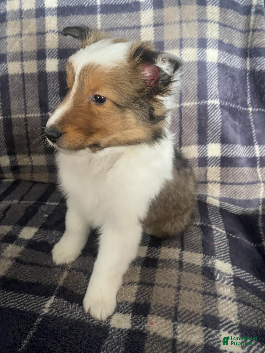 Shetland Sheepdog dogs for sale: Shetland Sheepdog Puppy 1 - Ad 2
