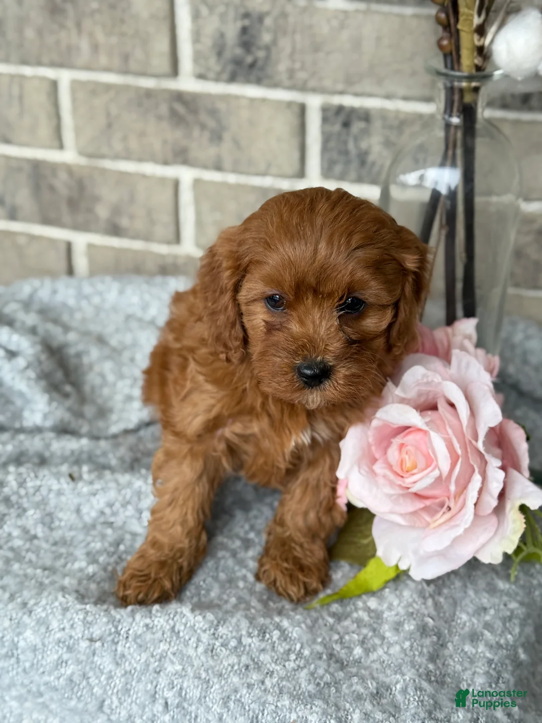 Cavapoo dogs for sale: Kiki - Ad 7