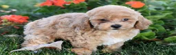 Bichpoo dogs for sale: Catelyn - Ad 8