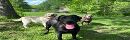 Labrador Retriever dogs for sale: Red - Ad 23
