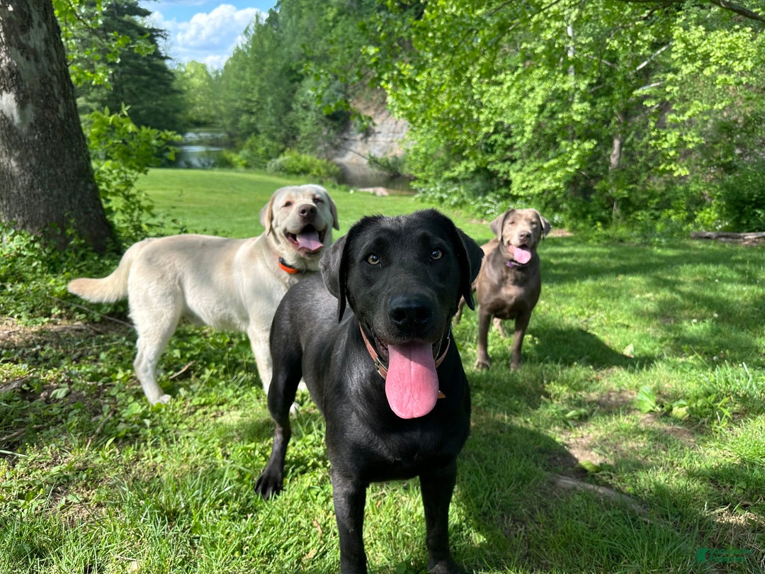 Labrador Retriever dogs for sale: Red - Ad 23