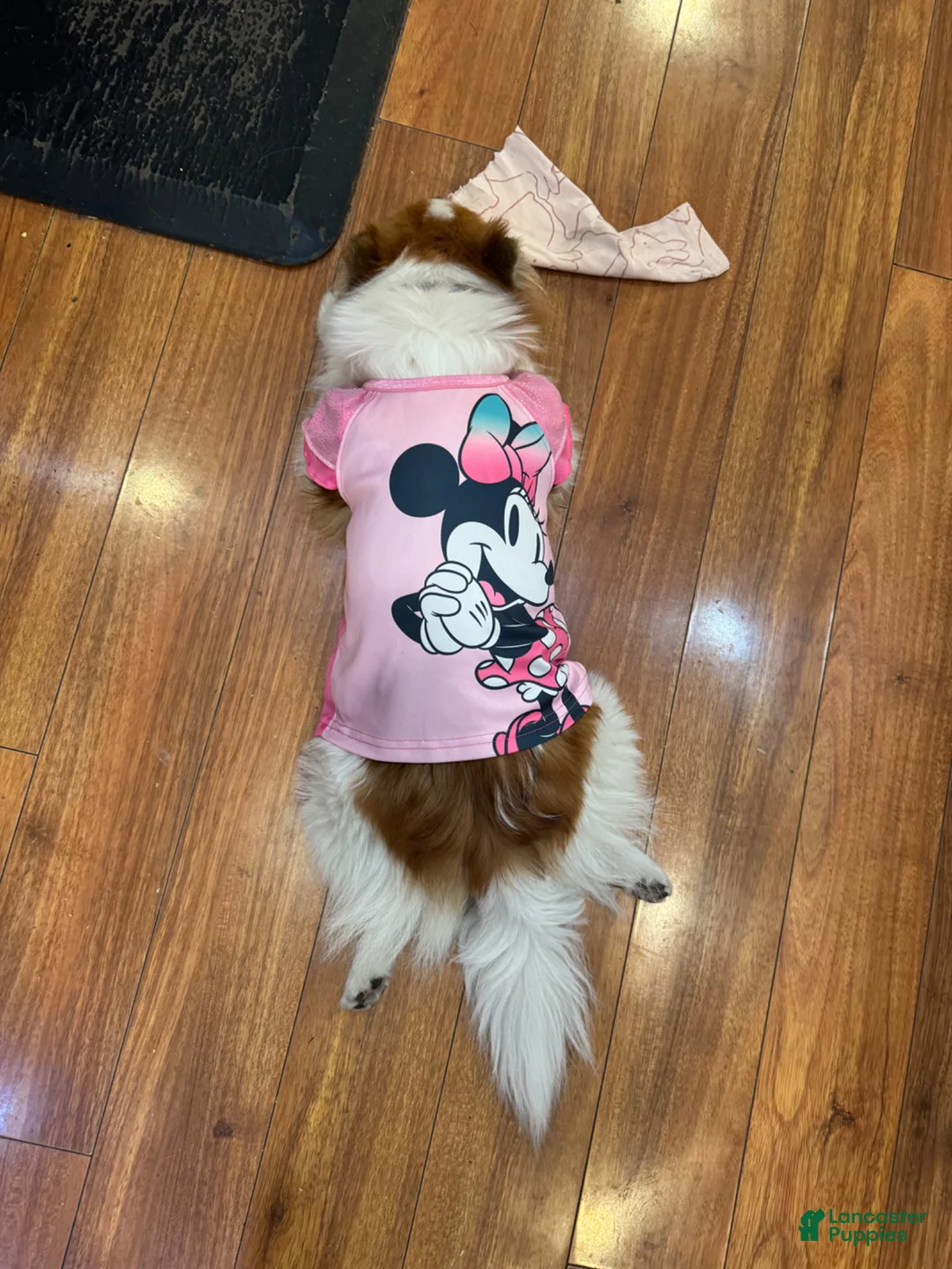 Pomeranian dogs for sale: Pomeranian Puppy 1 - Ad 8