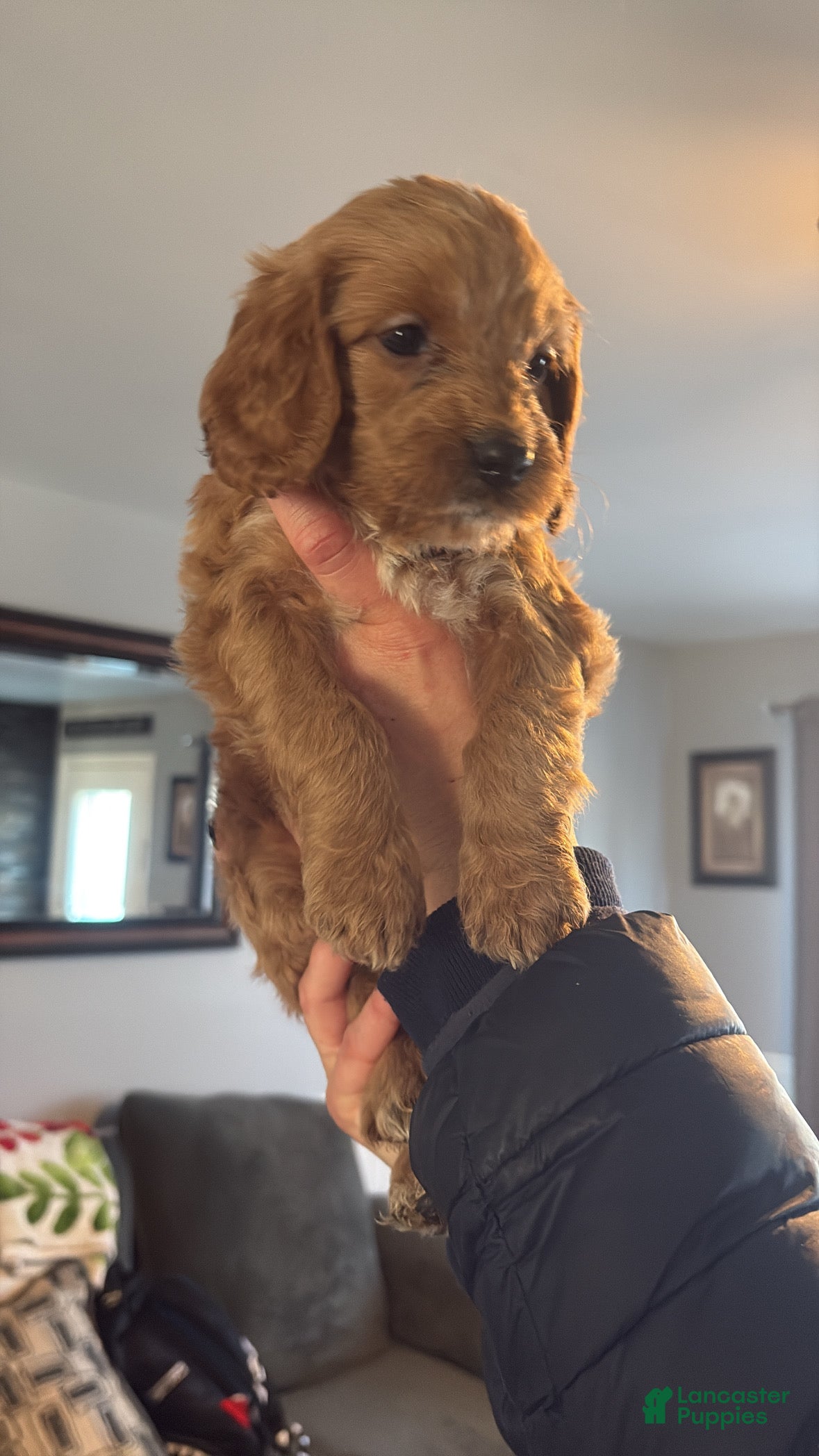 Mini Goldendoodle dogs Mini Goldendoodle Puppy 10 - Ad 36