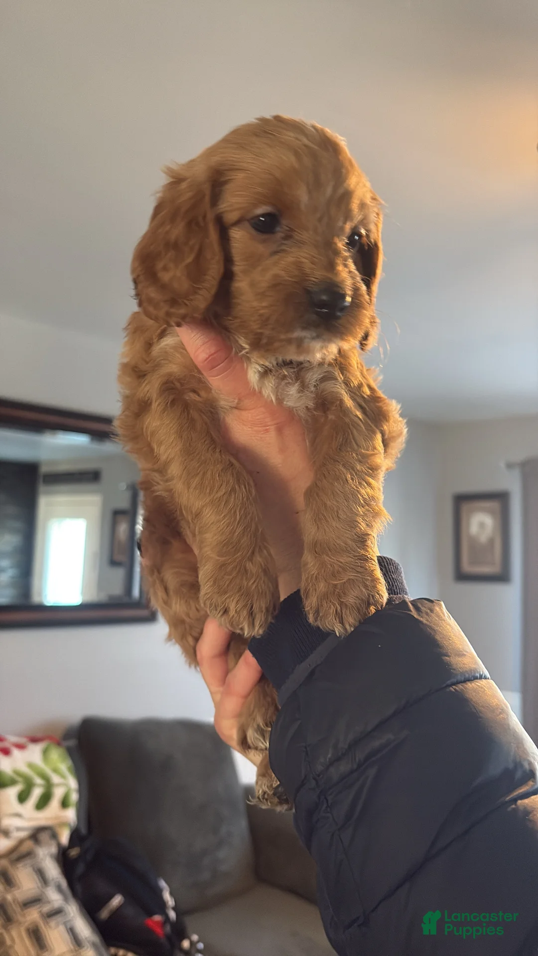 Mini Goldendoodle dogs for sale: Mini Goldendoodle Puppy 10 - Ad 1