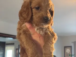 Mini Goldendoodle dogs Mini Goldendoodle Puppy 10 - Ad 36