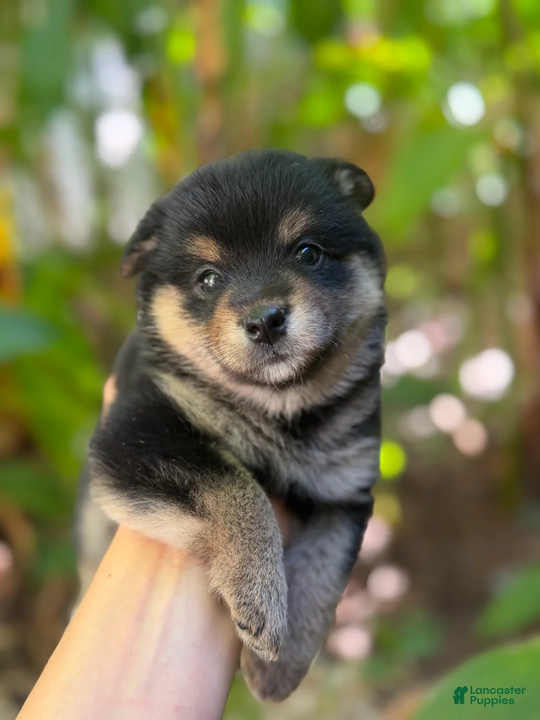 Mixed Breed dogs for sale: Mochi - Ad 1
