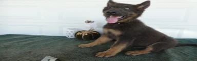 German Shepherd 3 Fritz