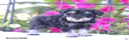 Miniature Schnauzer dogs for sale: Candy - Ad 4