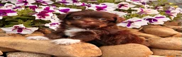 Havanese dogs for sale: Calvin - Ad 7