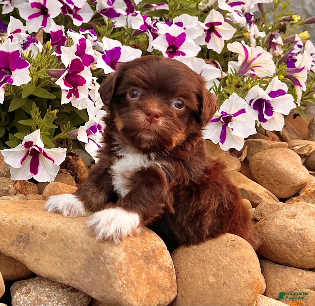 Havanese dogs for sale: Calvin - Ad 7