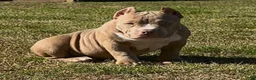 American Bully dogs for sale: Roxy - Ad 3