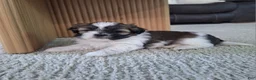 Shih Tzu dogs for sale: Sadie - Ad 2
