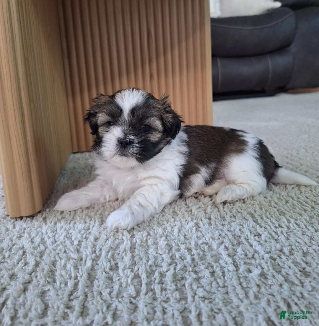 Shih Tzu dogs for sale: Sadie - Ad 2