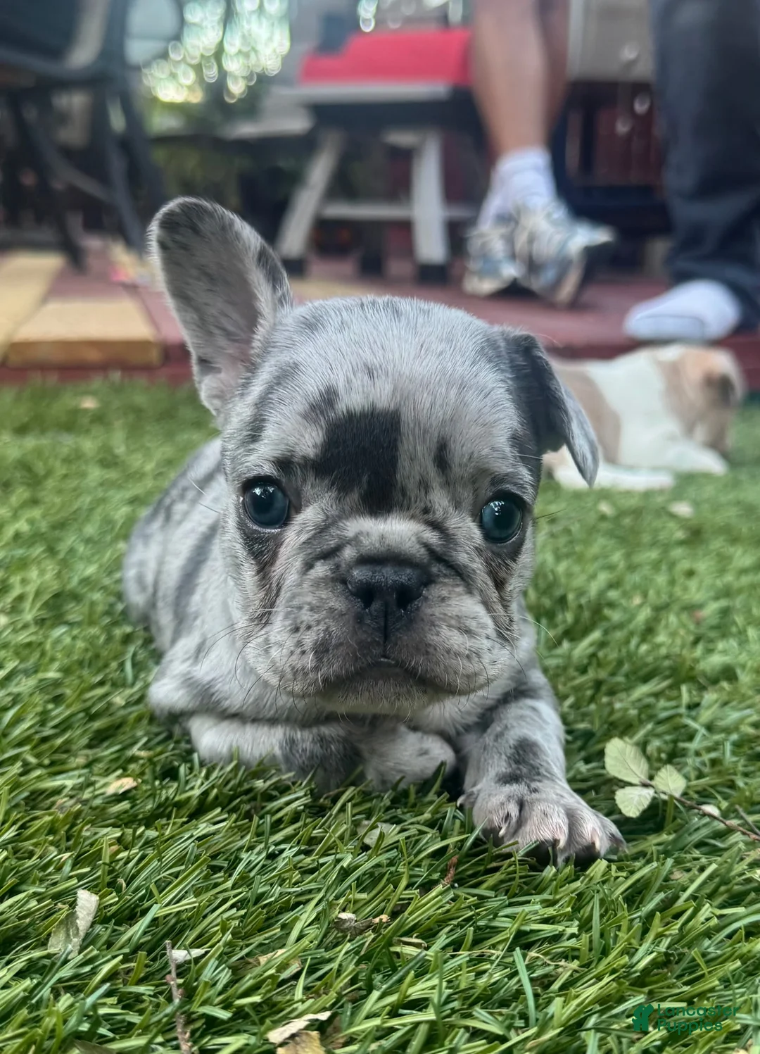 French Bulldog dogs for sale: Merle Girl - Ad 2