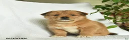 Shiba Inu dogs for sale: Ranger  - Ad 2
