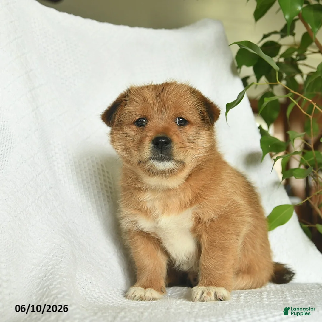 Shiba Inu dogs for sale: Ranger  - Ad 2