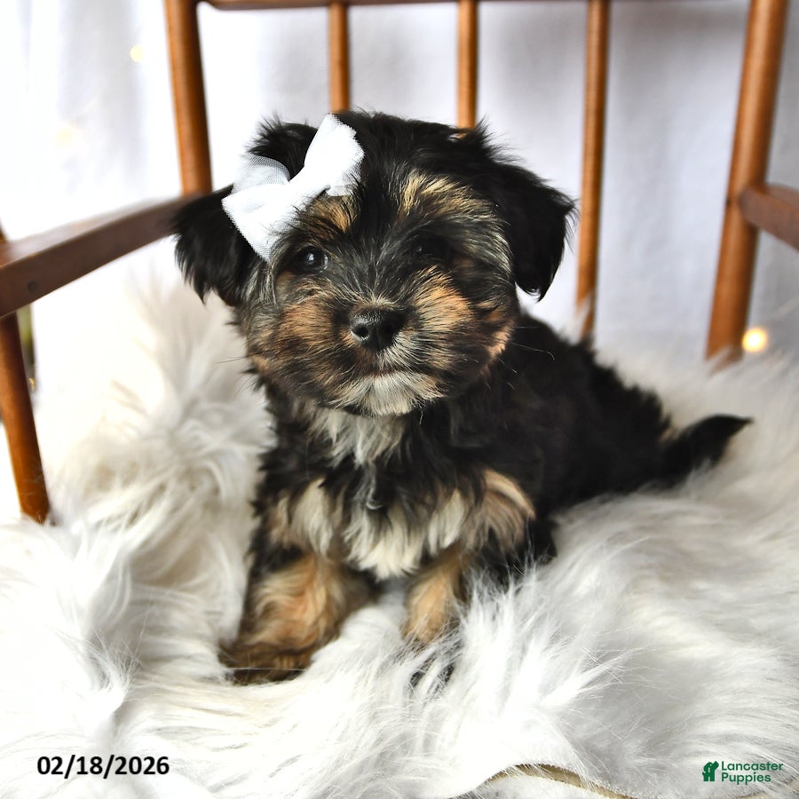 Morkie dogs Blossom - Ad 1