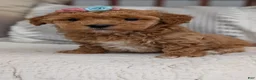 Havapoo dogs for sale: Tessa - Ad 3