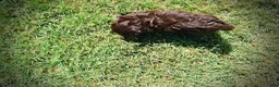Havapoo dogs for sale: Jolene-LABOR DAY SALE-TAKE $100 OFF!!! - Ad 9