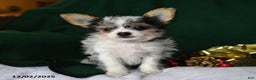 Yorkshire Terrier dogs for sale: Oreo - Ad 4