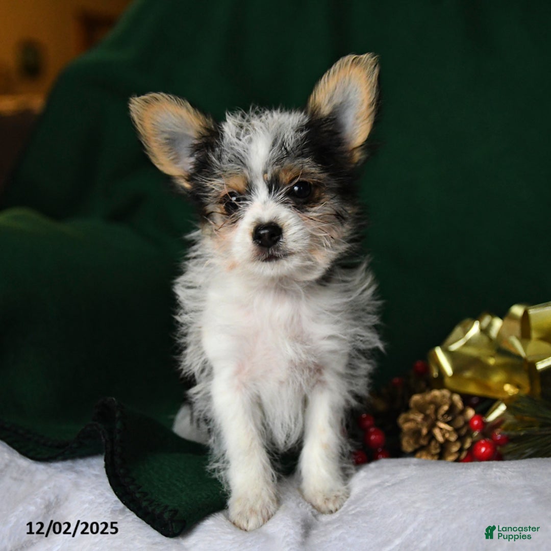 Yorkshire Terrier dogs for sale: Oreo - Ad 4