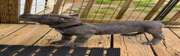 Cane Corso dogs for sale: Black - Ad 4