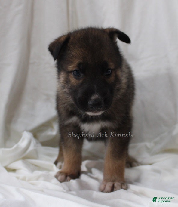 Gerberian Shepsky dogs Sable Male - Ad 1