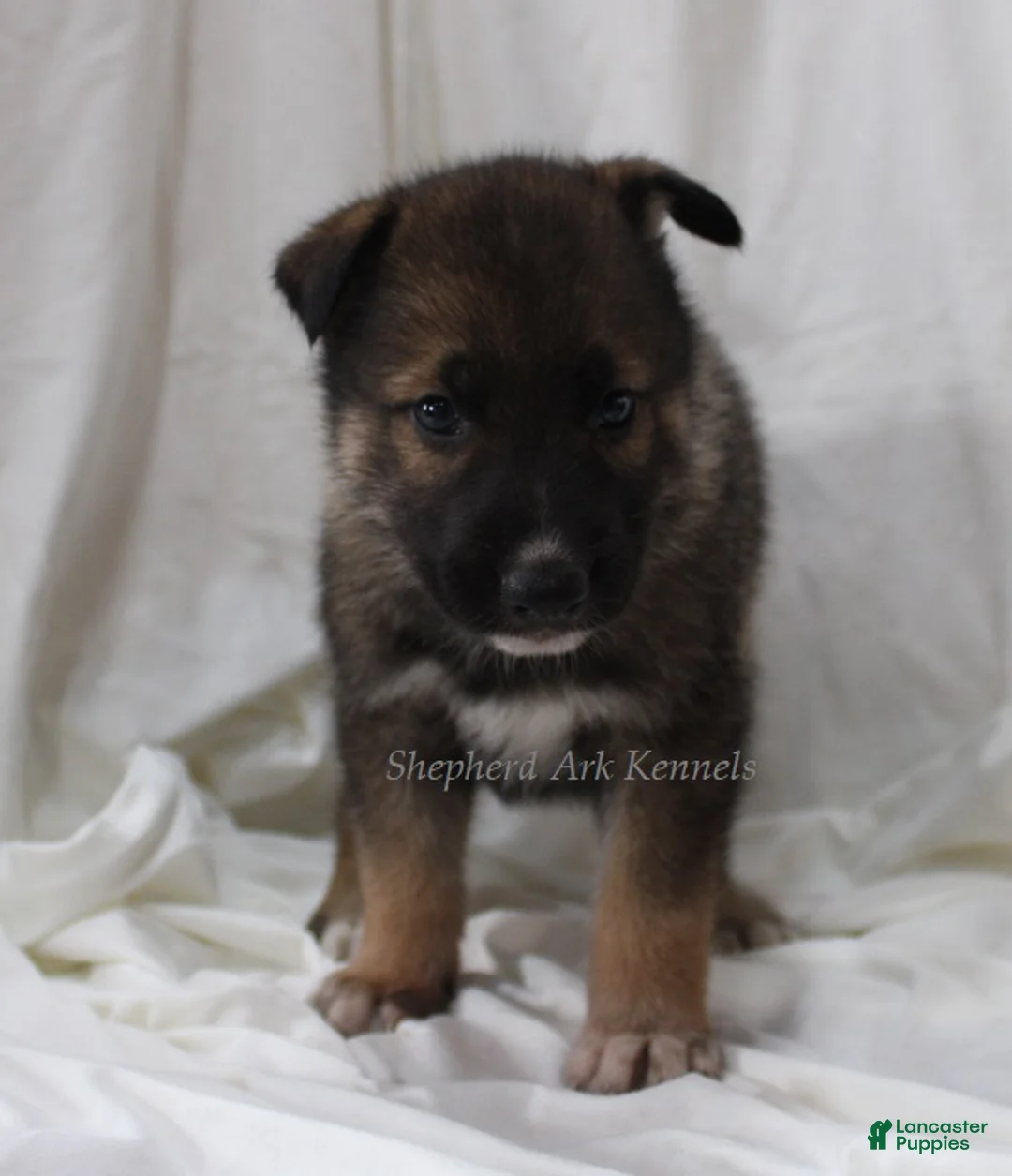 Gerberian Shepsky dogs for sale: Sable Male - Ad 1