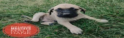 English Mastiff dogs for sale: Hank - Ad 5