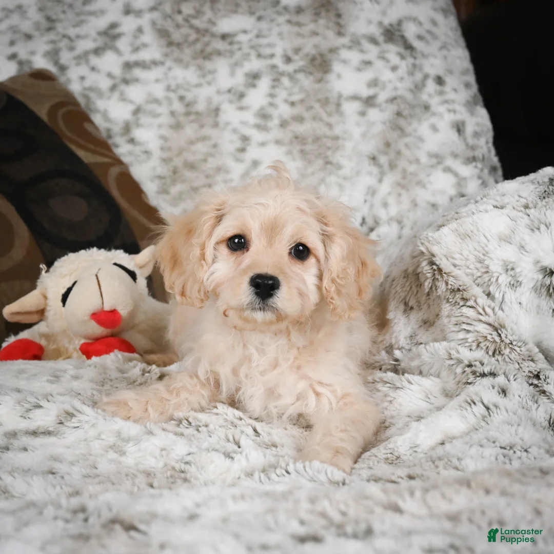 Cavapoo dogs for sale: Sammy - Ad 4