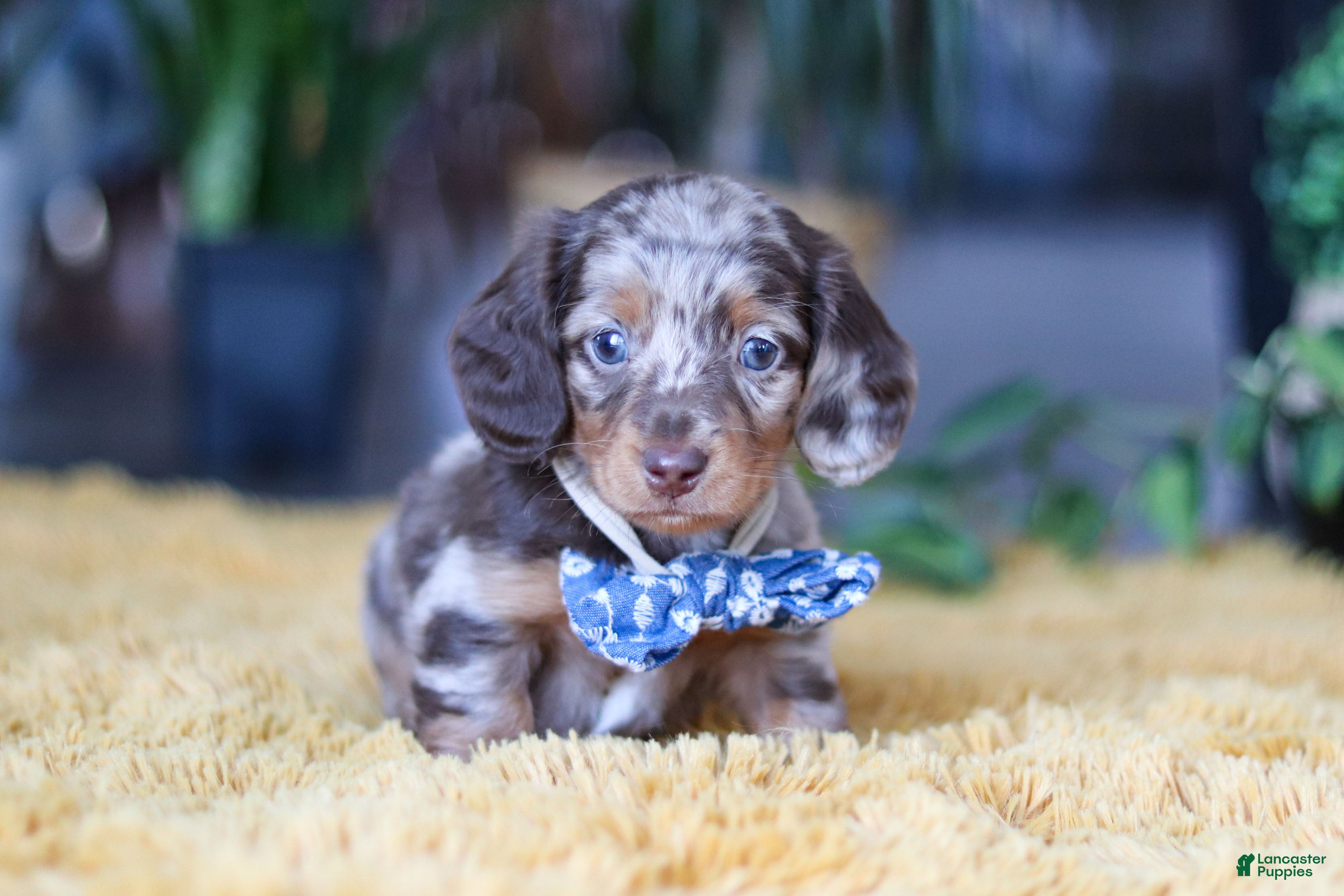Miniature Dachshund dogs Frankfurter - Ad 2
