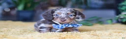 Miniature Dachshund dogs for sale: Frankfurter - Ad 2