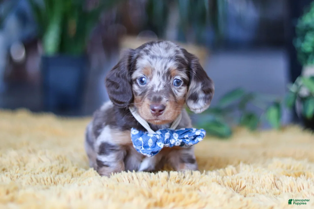 Miniature Dachshund dogs for sale: Frankfurter - Ad 2