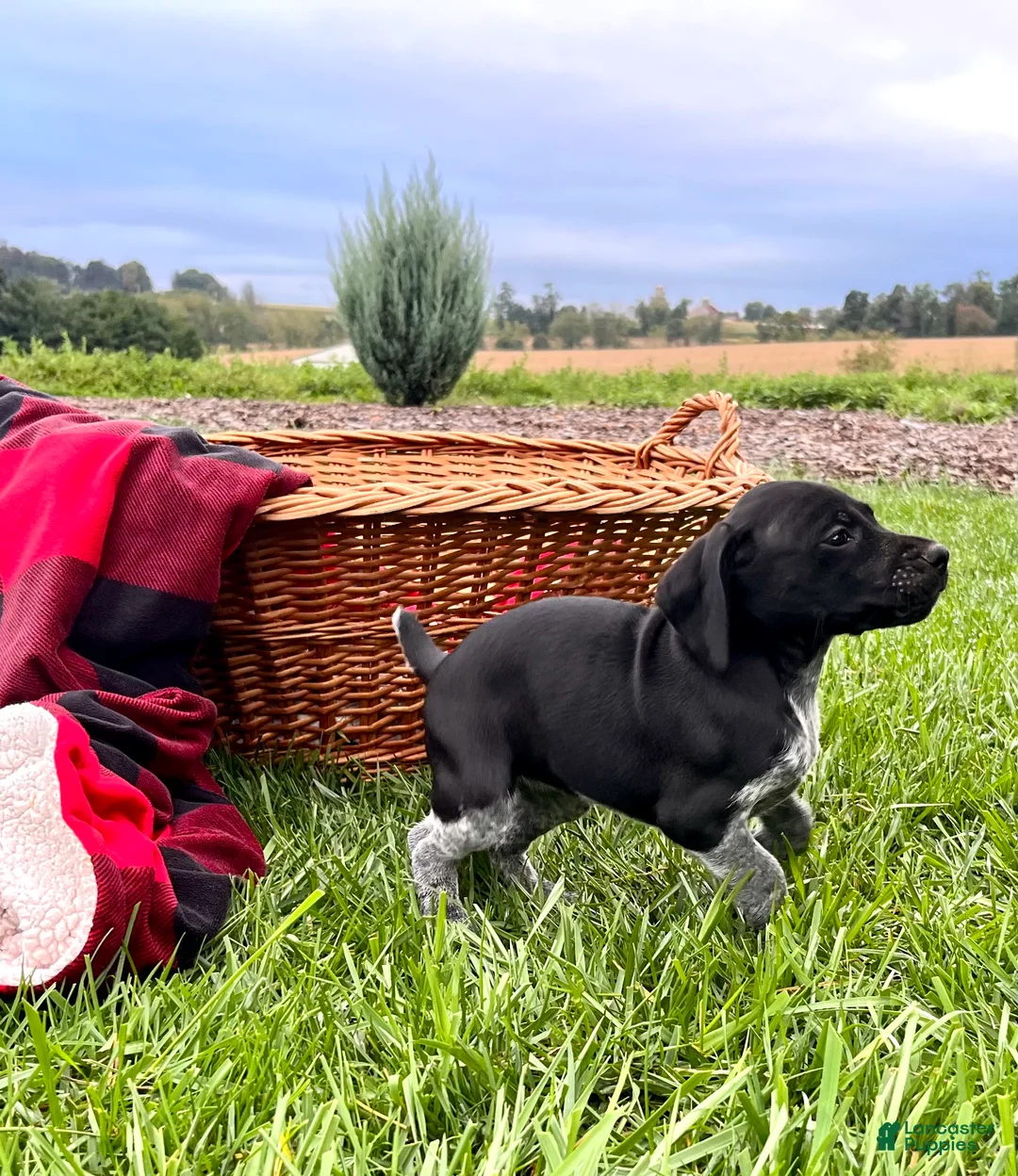 German Shorthaired Pointer dogs for sale: Greta❤️Akc Genetic🐾Text to schedule a playdate - Ad 2